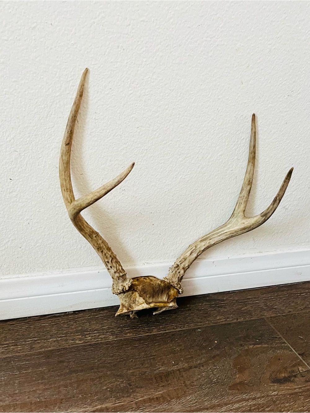 Natural Brown Deer Antler Wall Decor - Rustic Home Accent - Picture 2 of 8